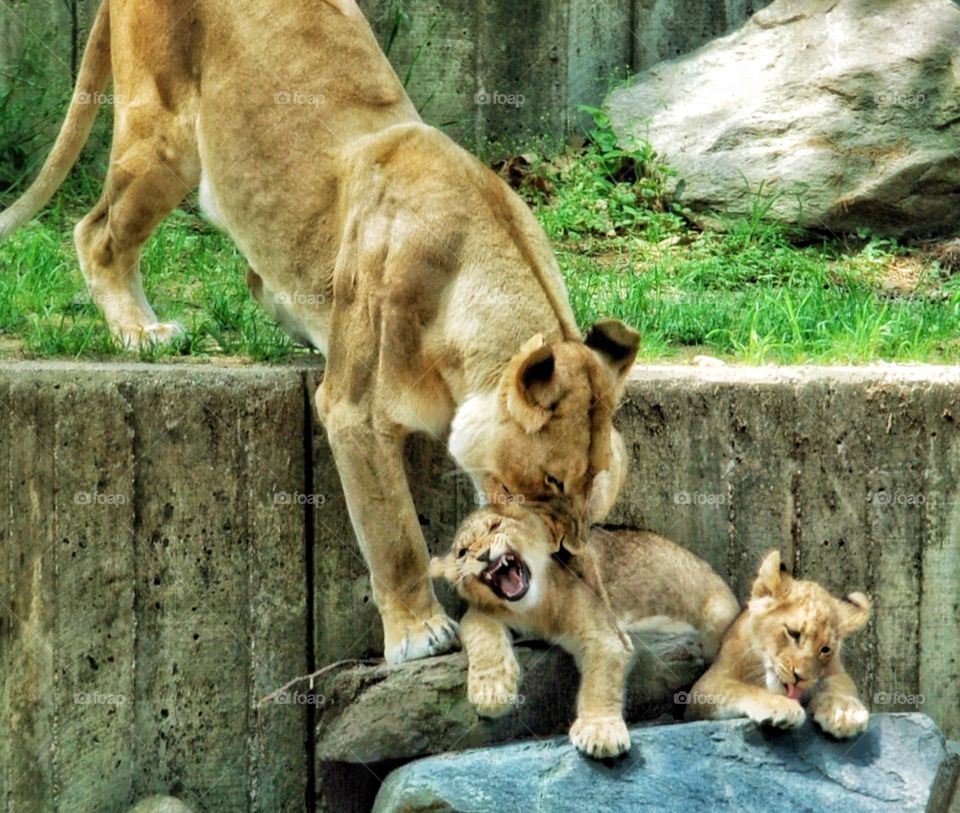 Mom lion scolding her cub