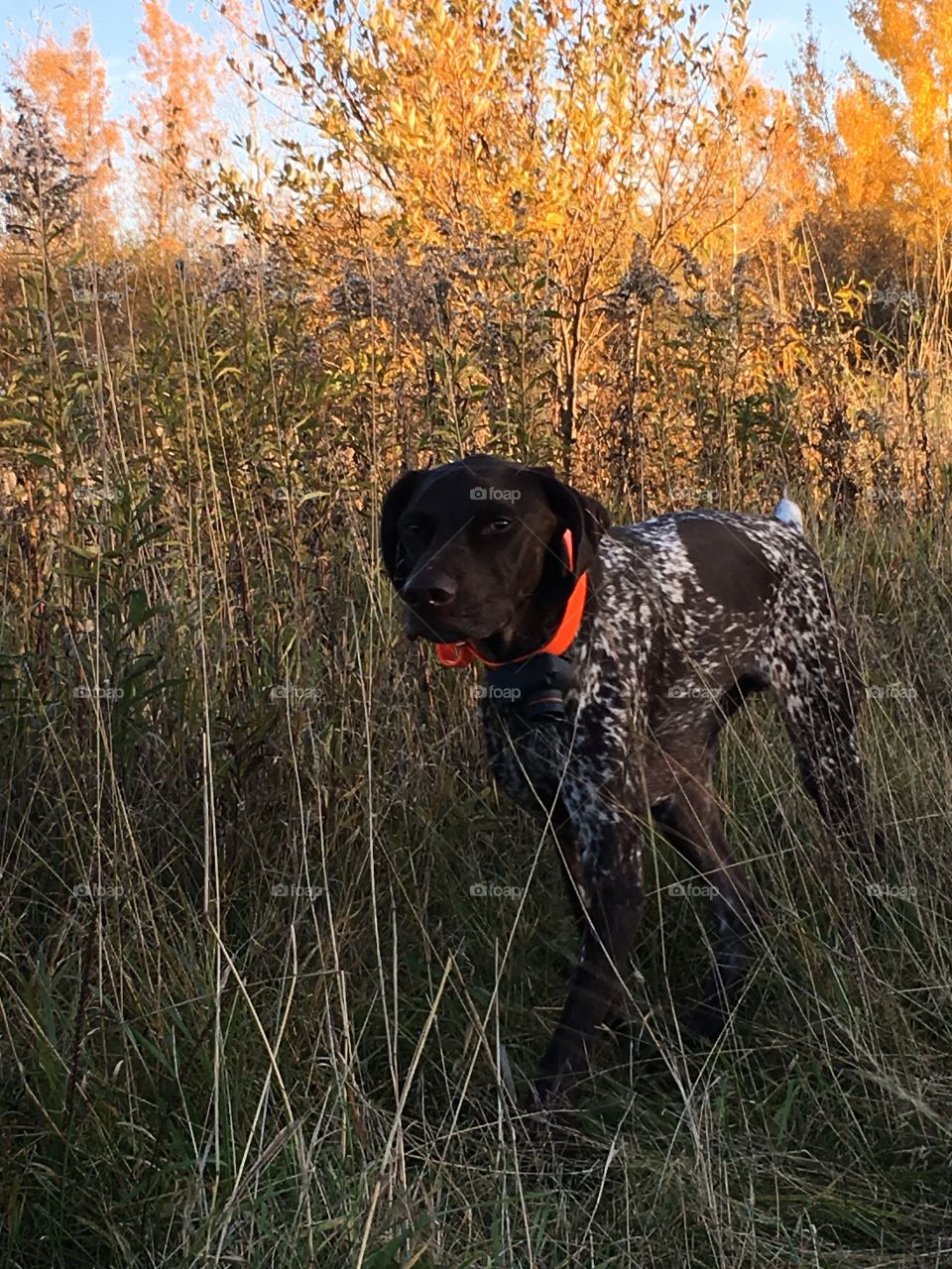 A hunting dog in his favorite spot