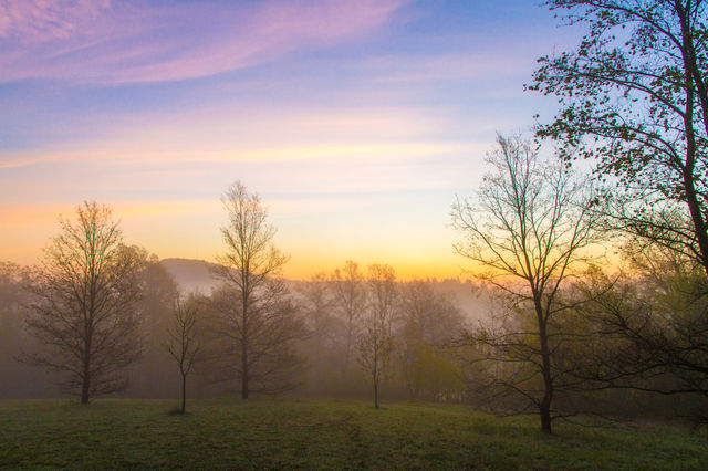 View of forest in foggy weather