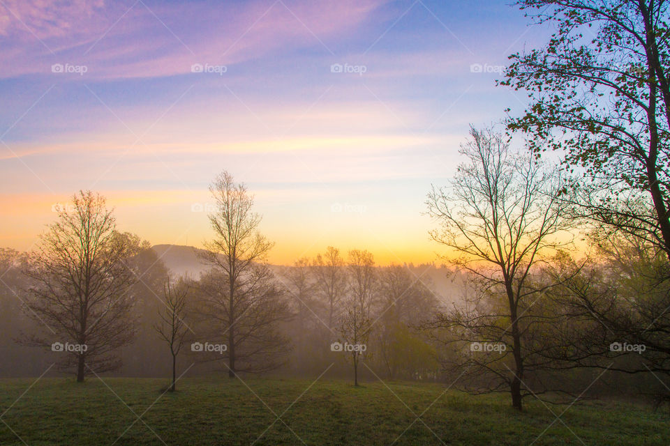 View of forest in foggy weather