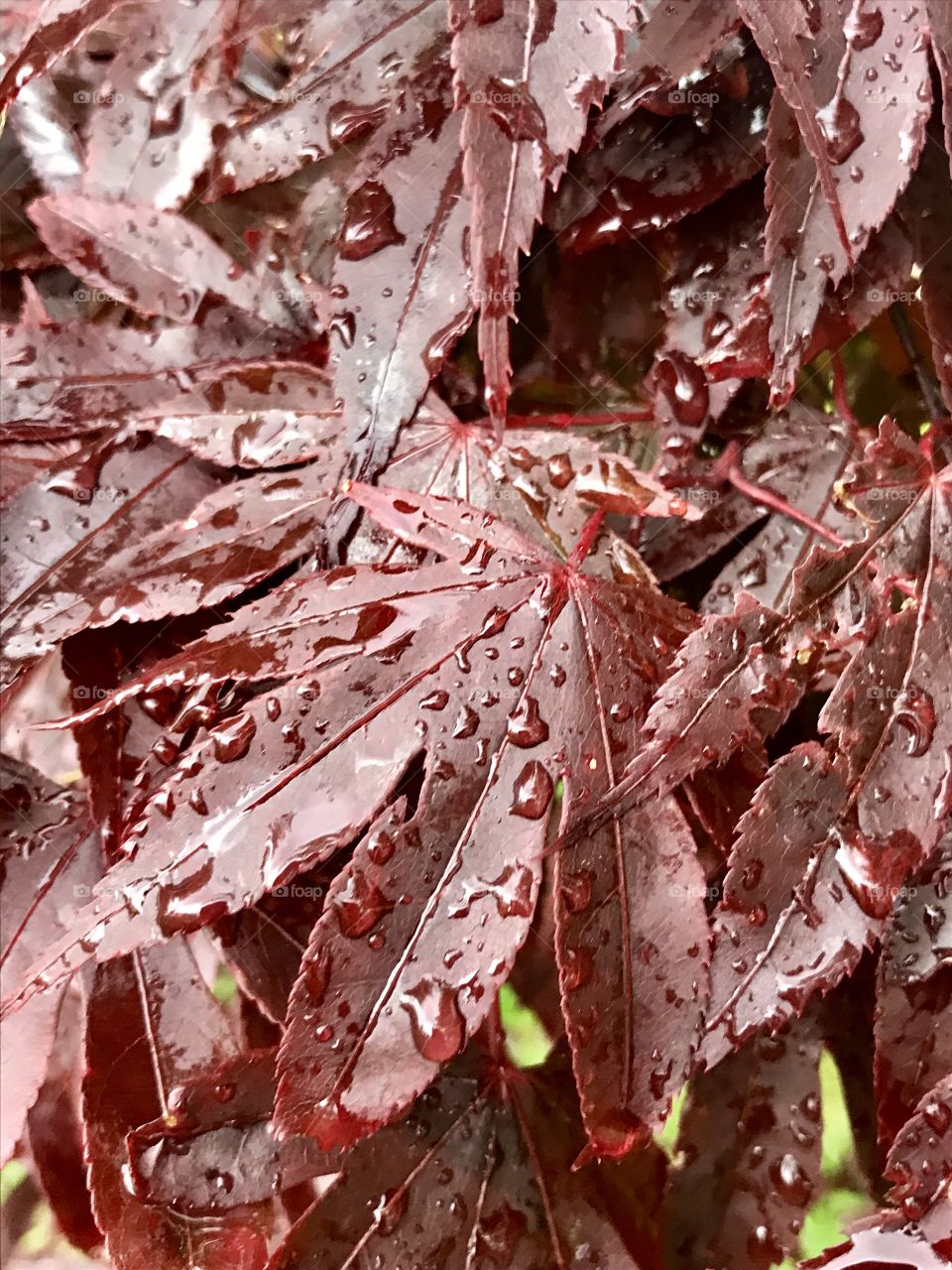 After a rain storm