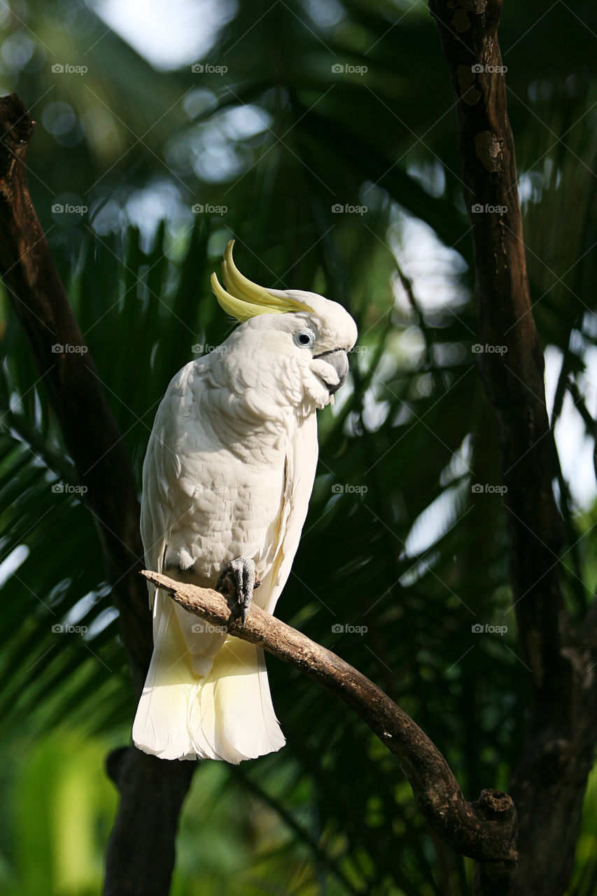 White crested cockatoo 