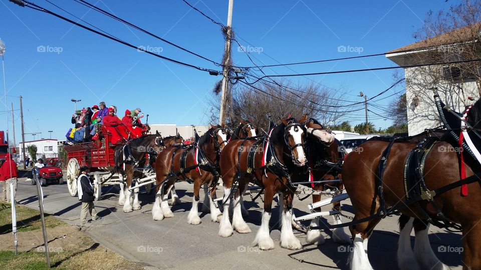 Budweiser Clydesdales