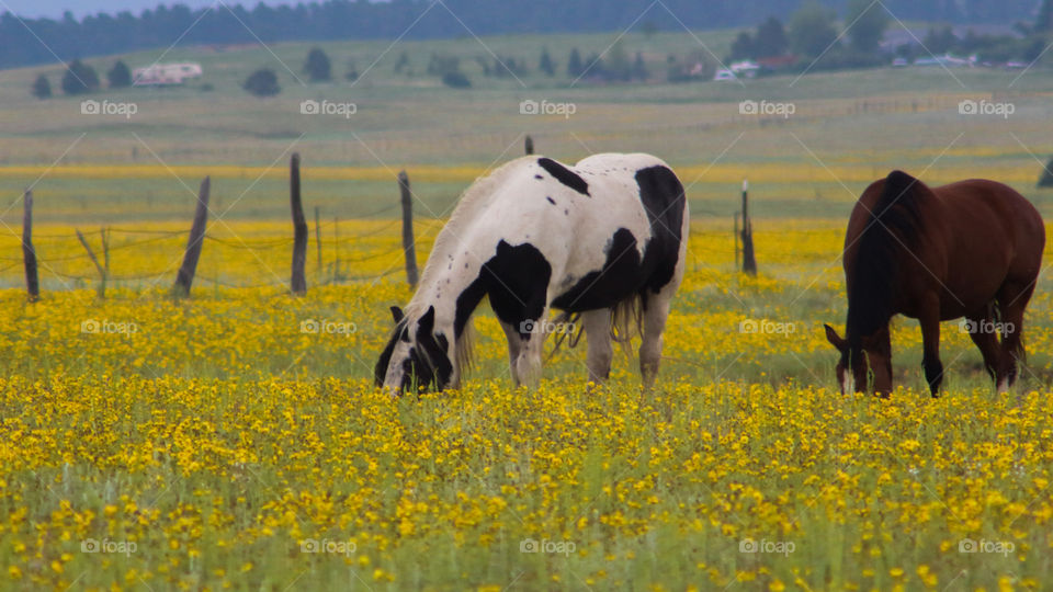 Horses in Yellow Field