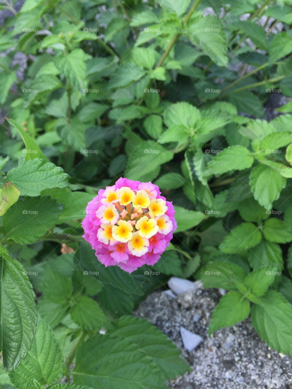 Flowers found while walking in Yakushima