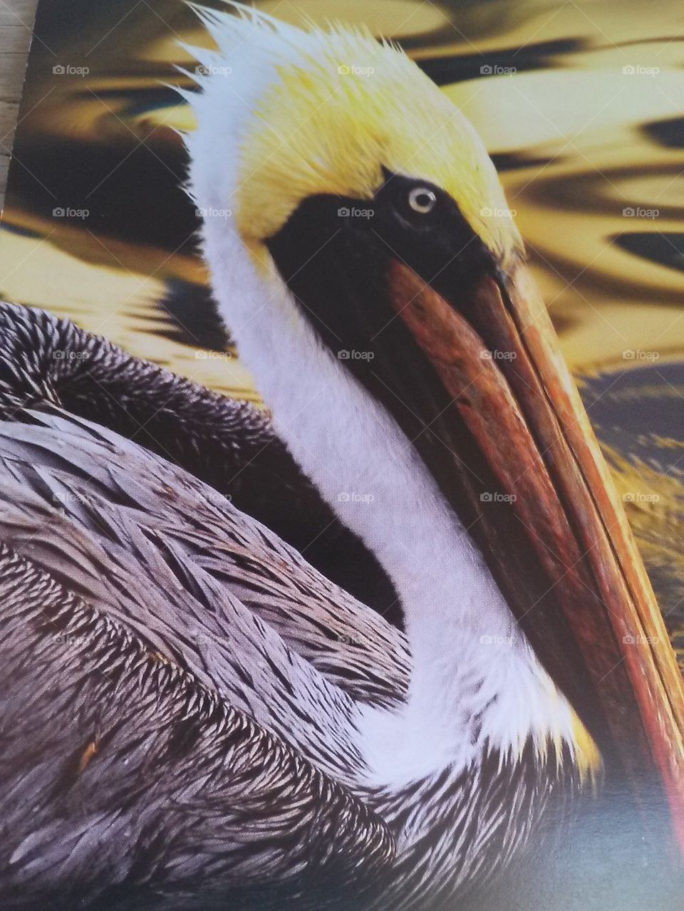 pelican resting
