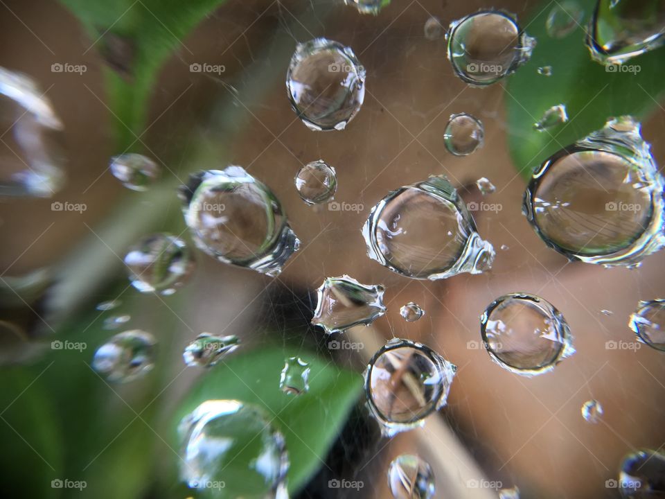Macro water droplets on spider web