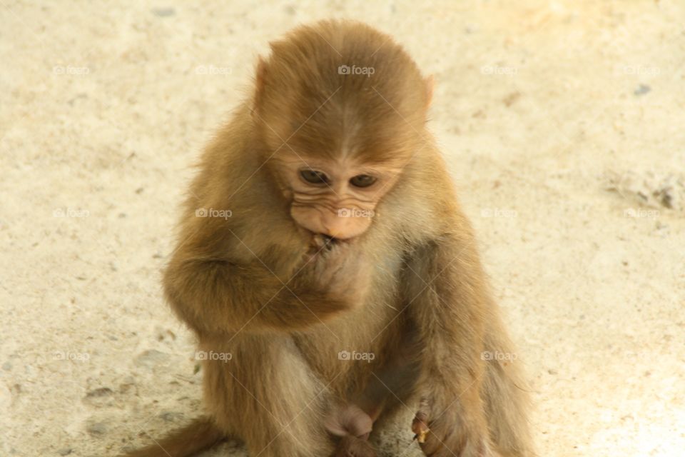 Small monkey eating