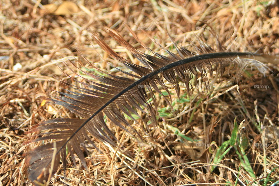 Turkey Feather. Turkey Feather