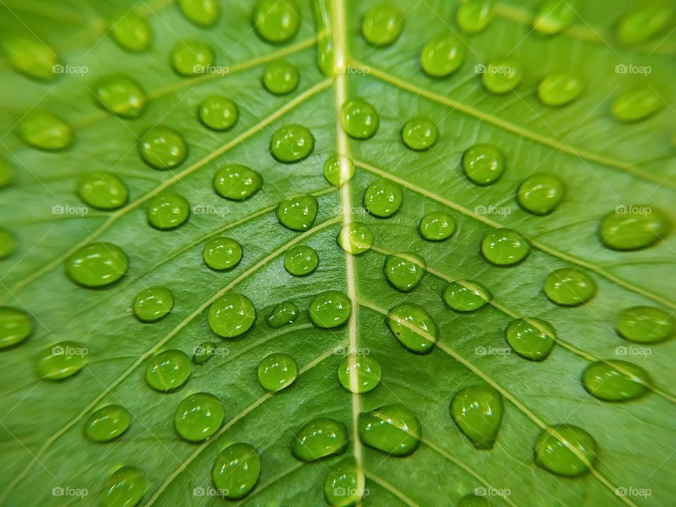 full frame shot of water drops on green bodhi leaves