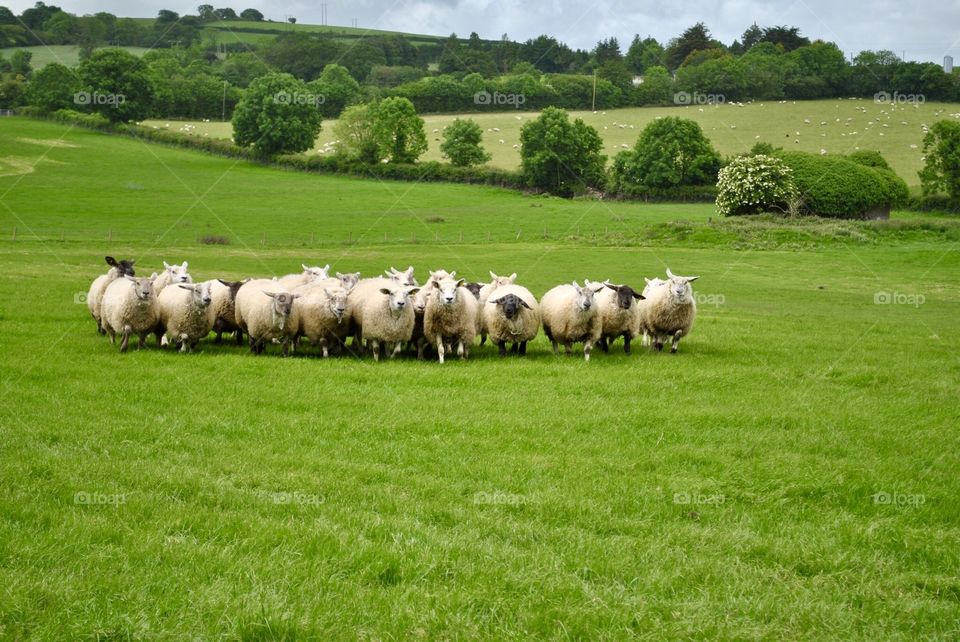 Distant herd