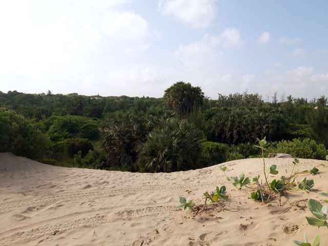forest by the beach