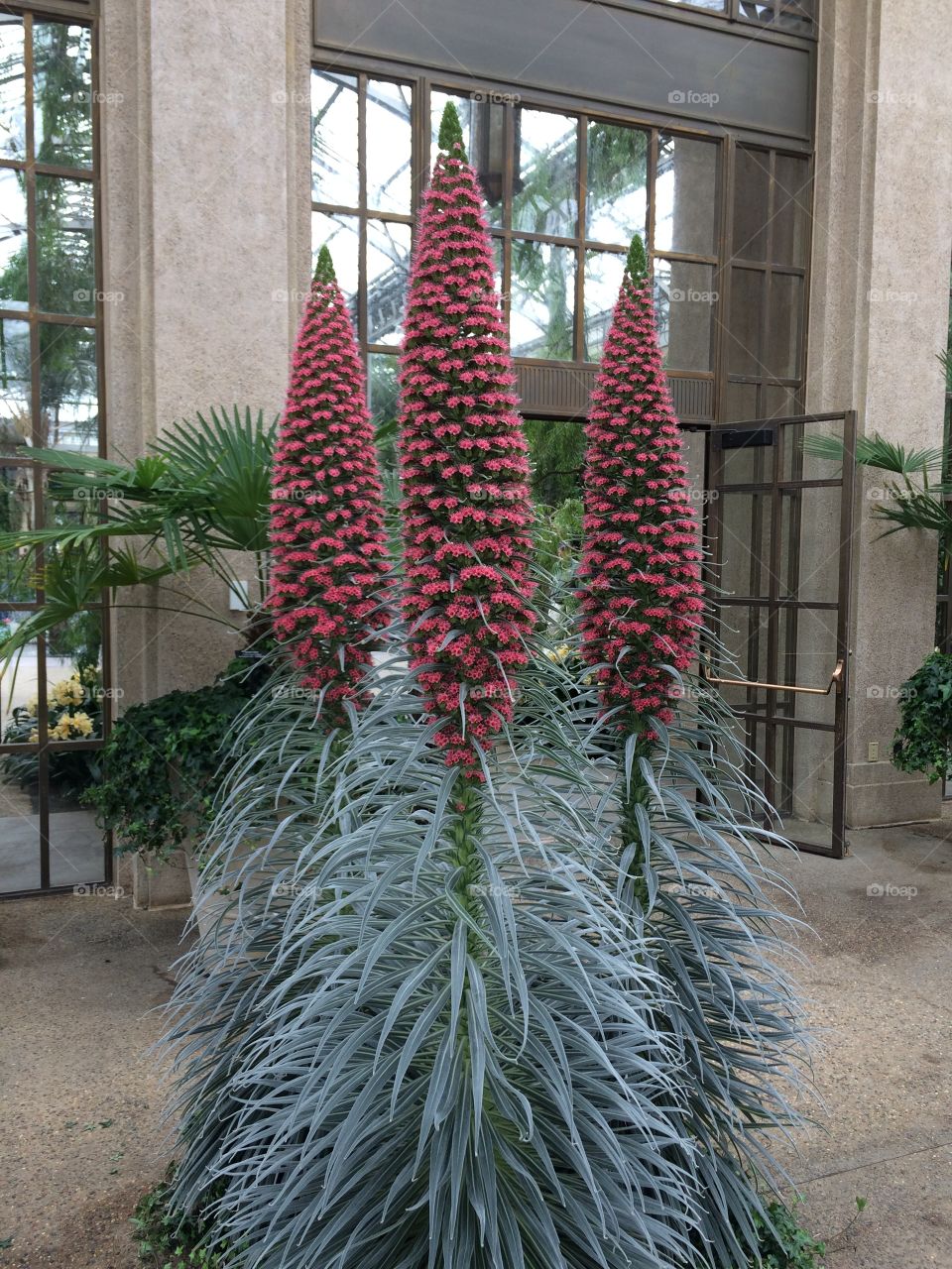 Greenhouse flowers