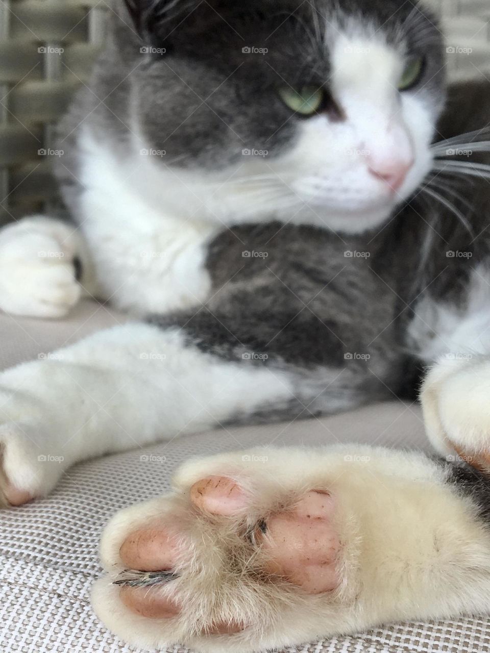 pads on the back paw of a cat