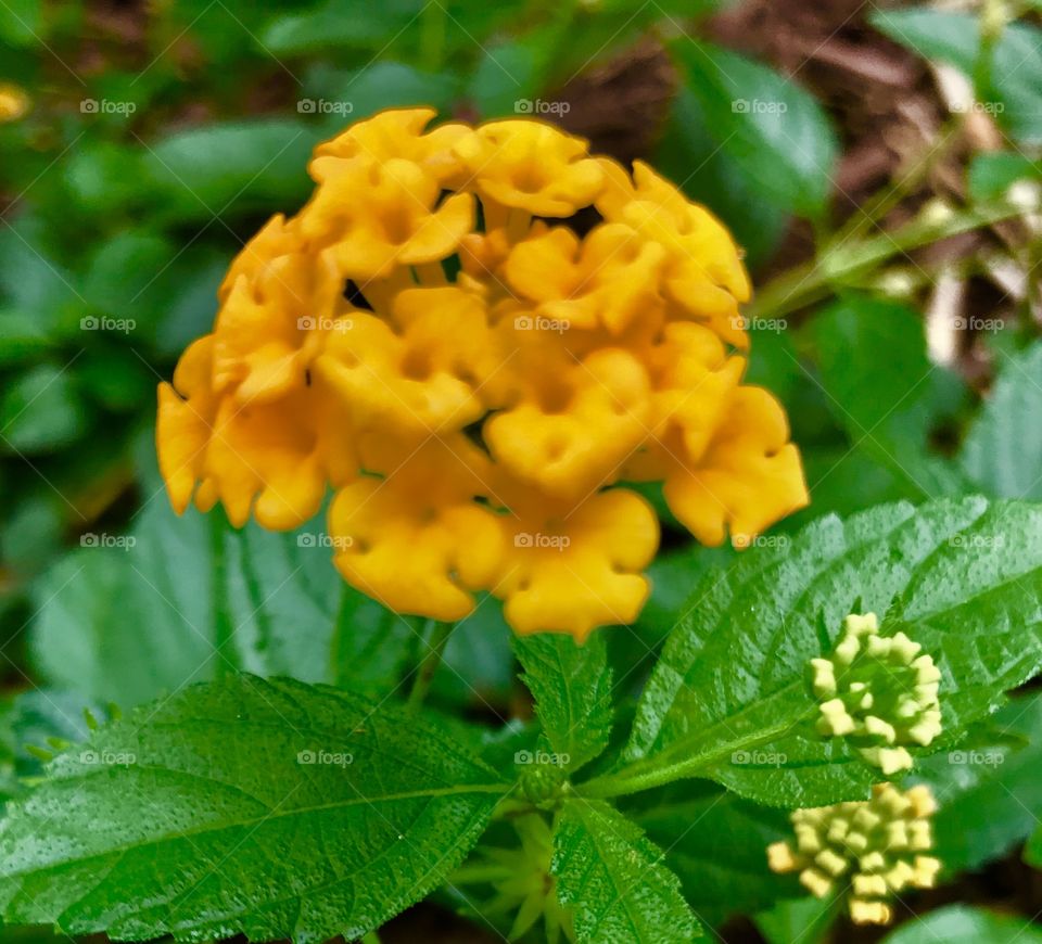 Yellow flower cluster 