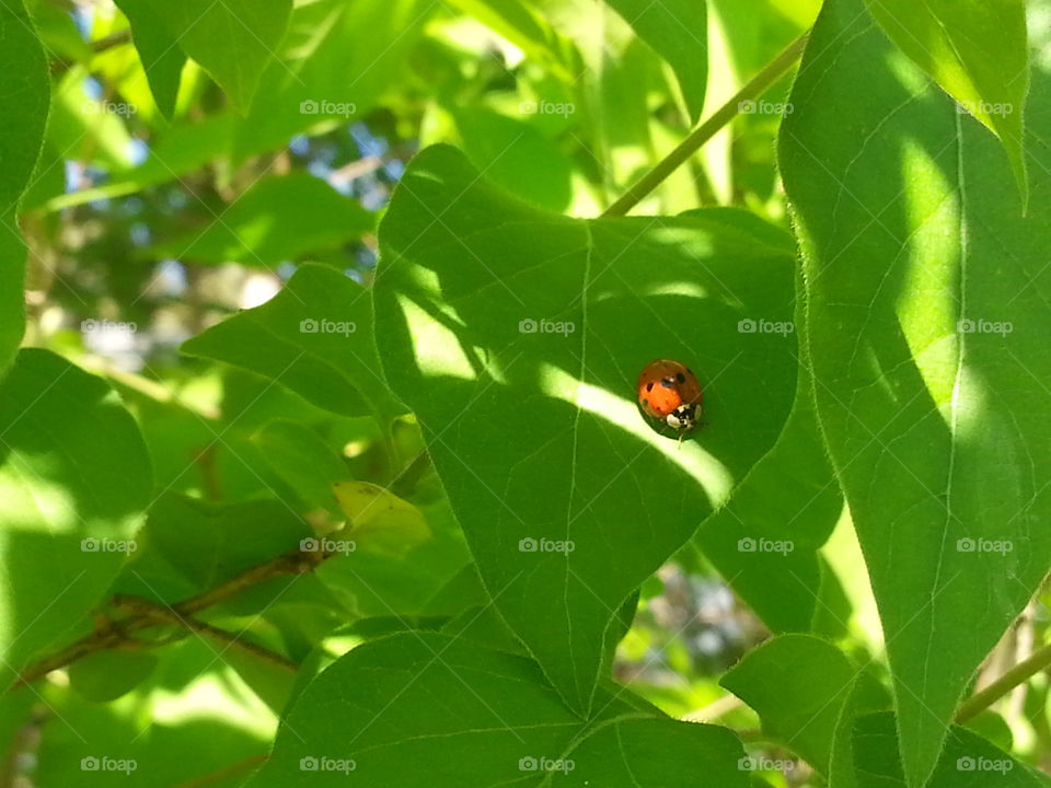 Ladybug. A ladybug found resting on a leaf.