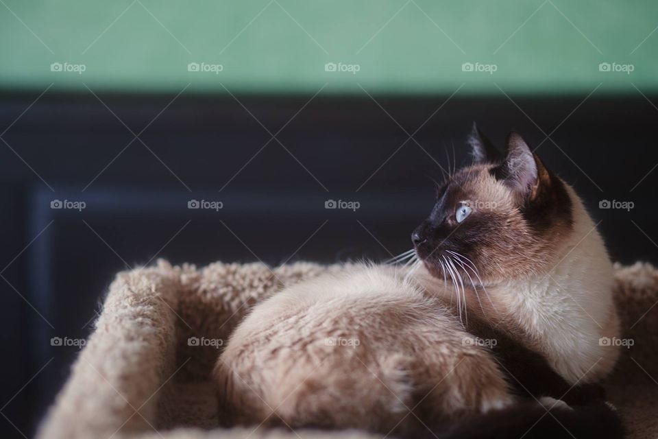 Sparkles the Siamese Cat