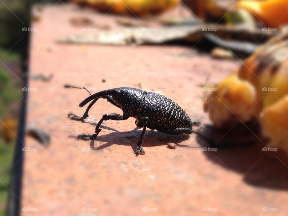 Snout beetle, Costa Rica.