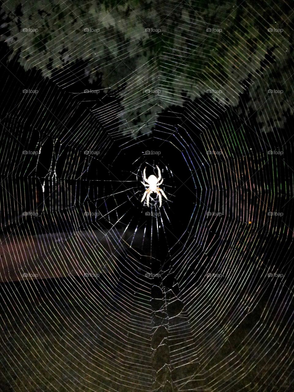 A large garden spider monitoring its web in my front yard.