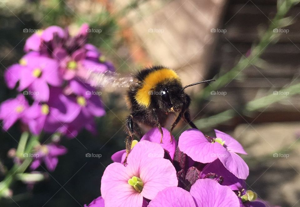 Flower, Nature, Bee, Summer, Garden