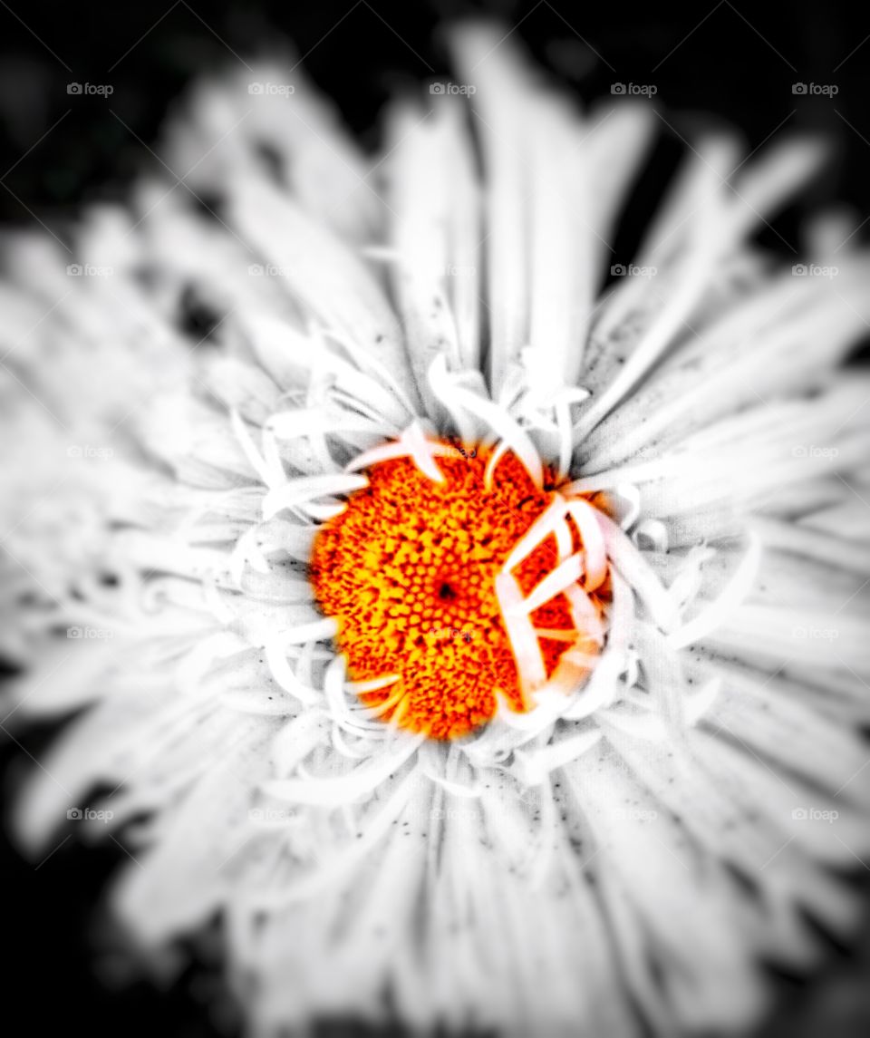 Black and White Daisy With Orange Center! Perfect Canvas Art, Metal Art, Hotel Art, Wall Decor, Office Wall Art, Distinctive Botanical Art, Fine Art Botanicals