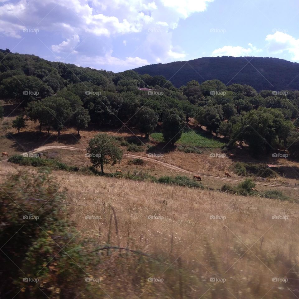 Battle: Countryside vs City