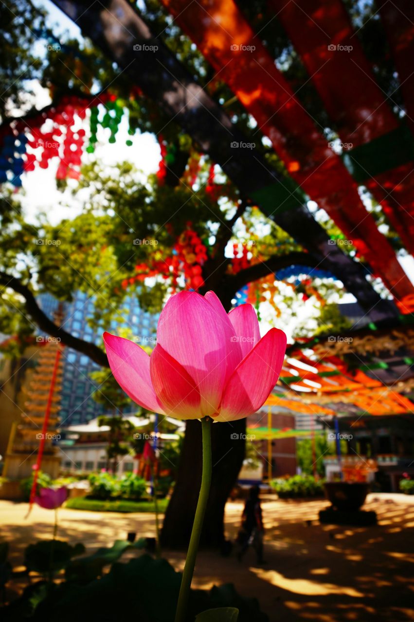 Lotus flower in a temple