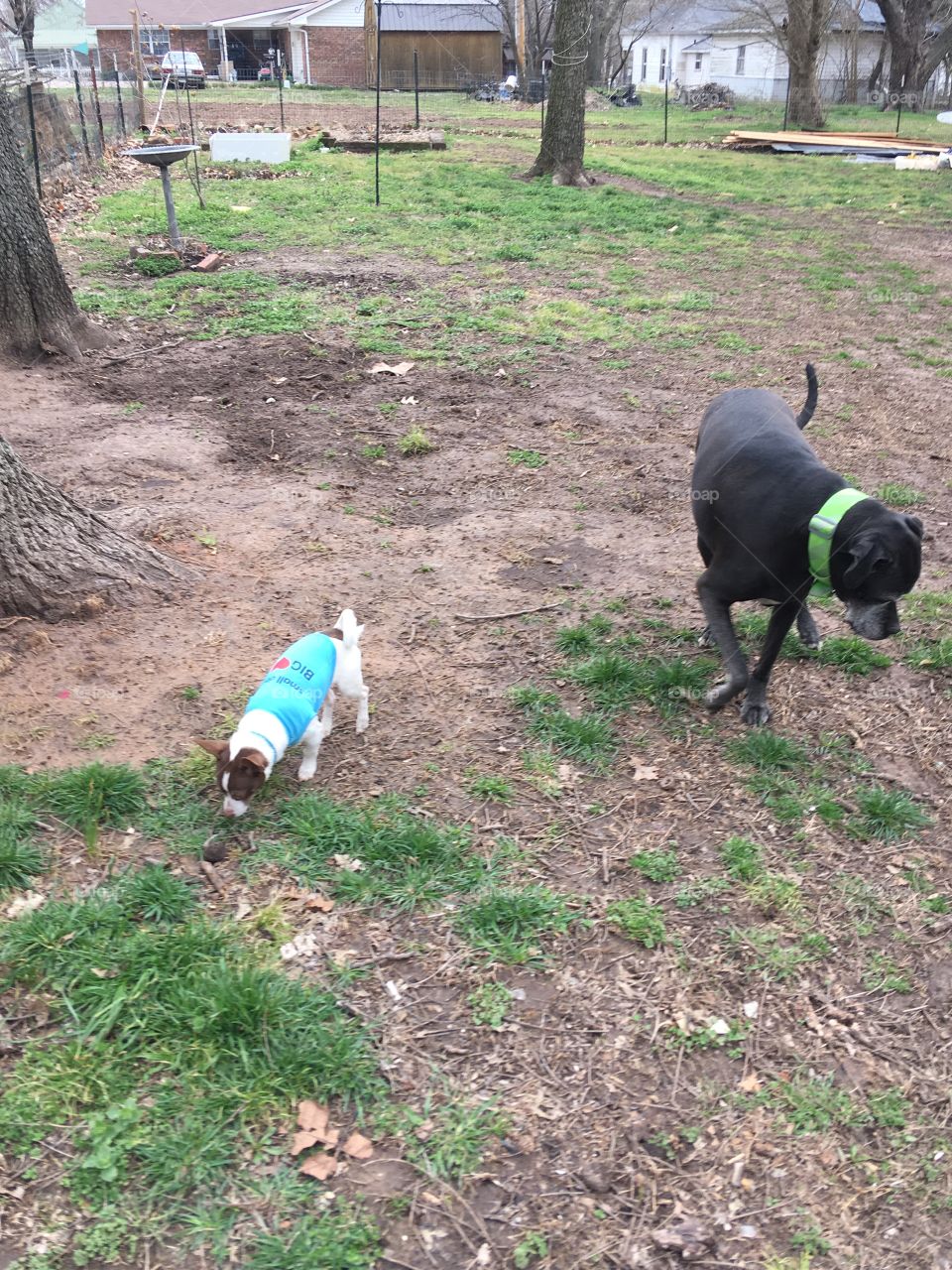Kwanita which means God is Great and little Gizmo checking out the back yard. A cool day!