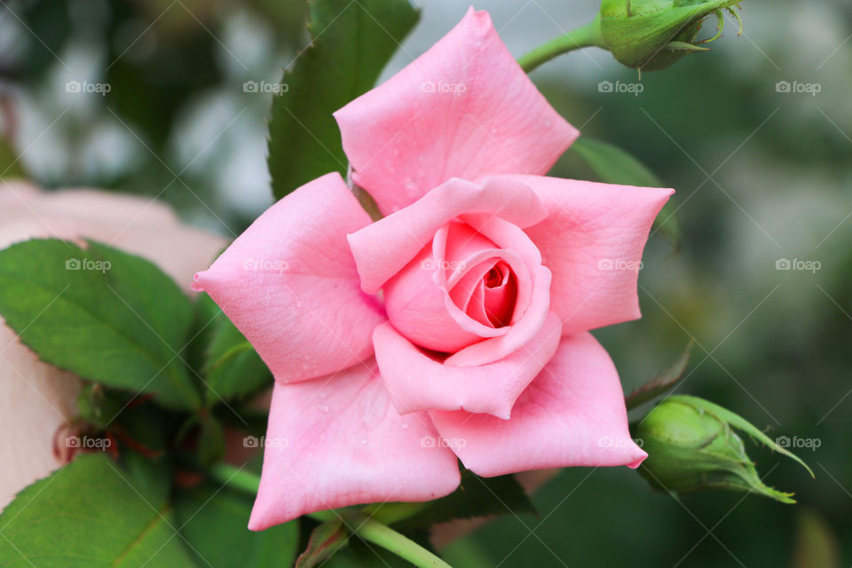 Pink rose up close