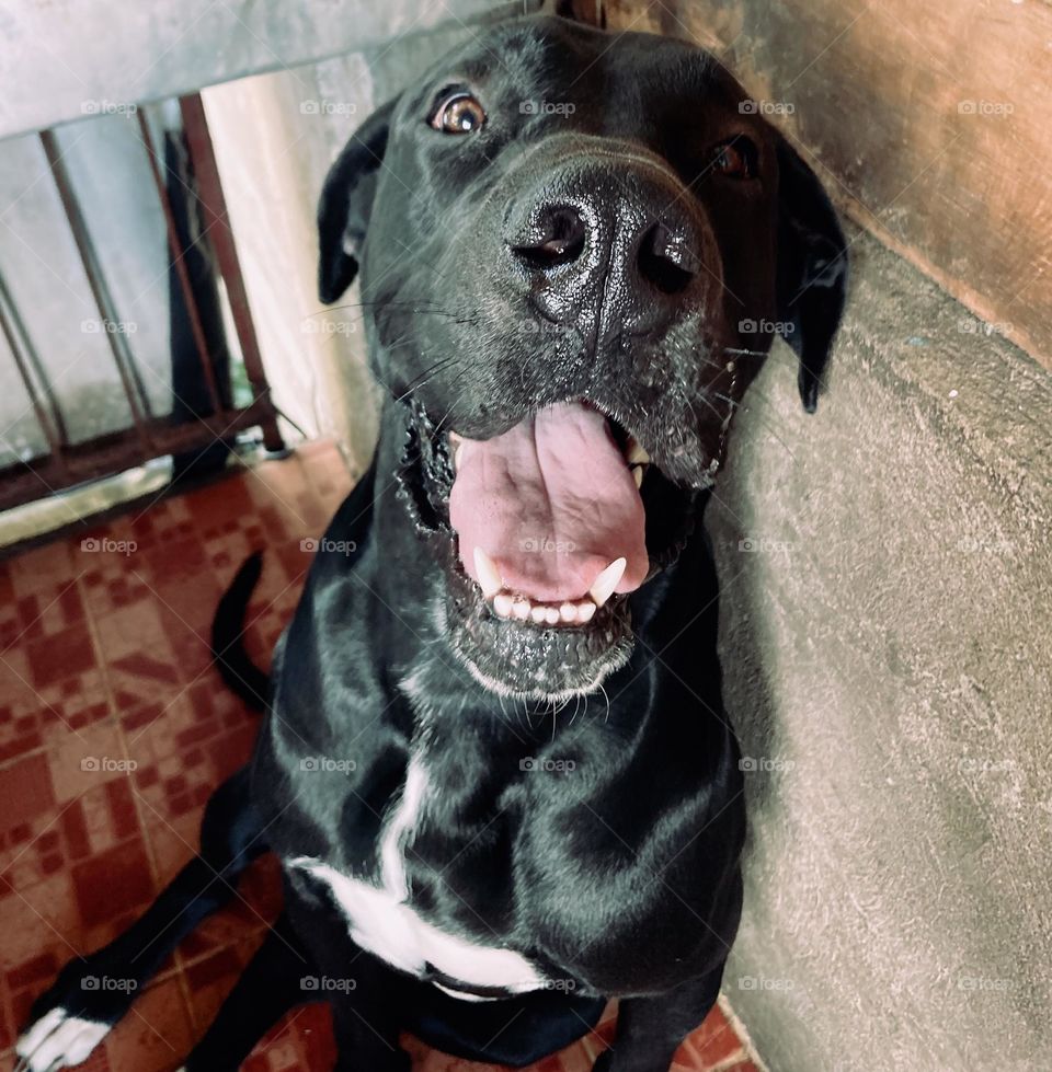 Franco the goodest boi