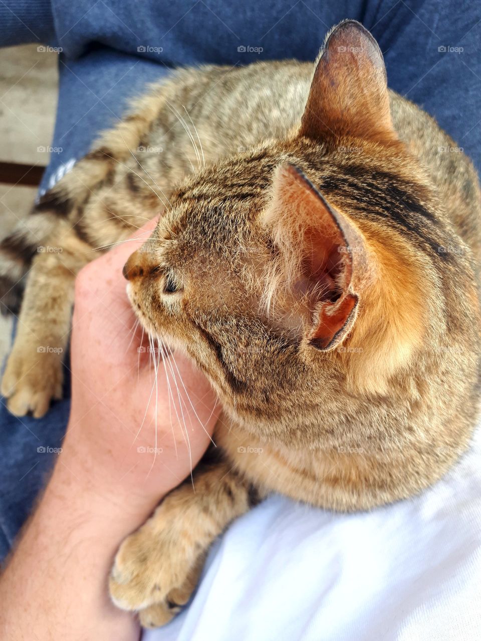 This is now my family cat.She still have no name, because it came a few days ago with us while we were working in the field.She is very dear.We thought it was our old cat because it was the same, but it did not.The likes of caressing and enjoying it