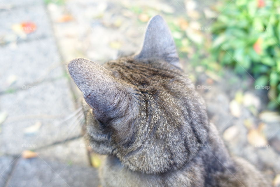 The back of a cat feeling interested in some sounds.