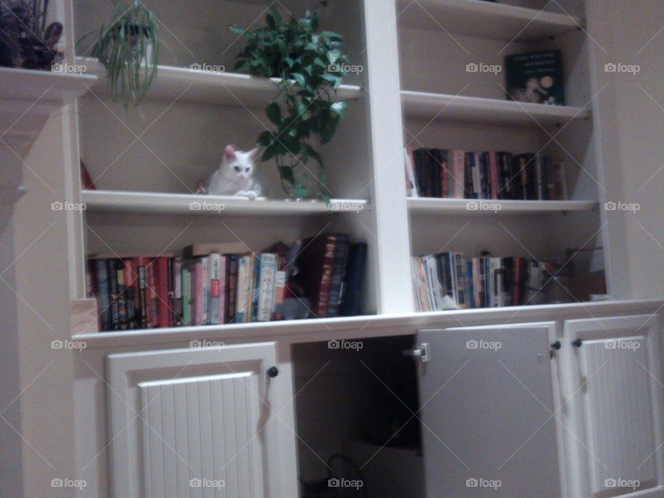 shelf kitten