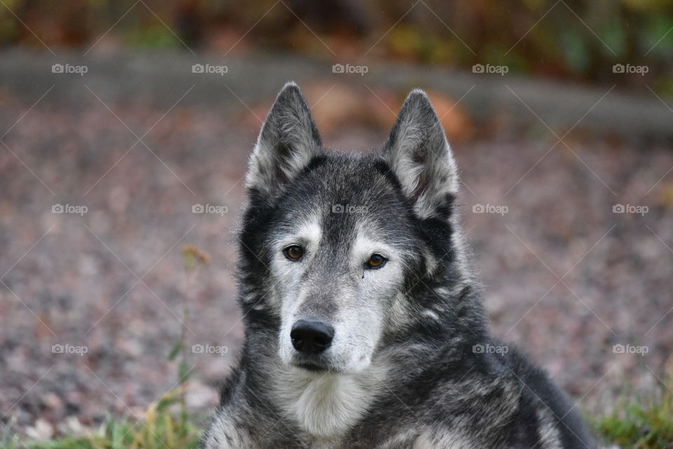 Portrait of dog