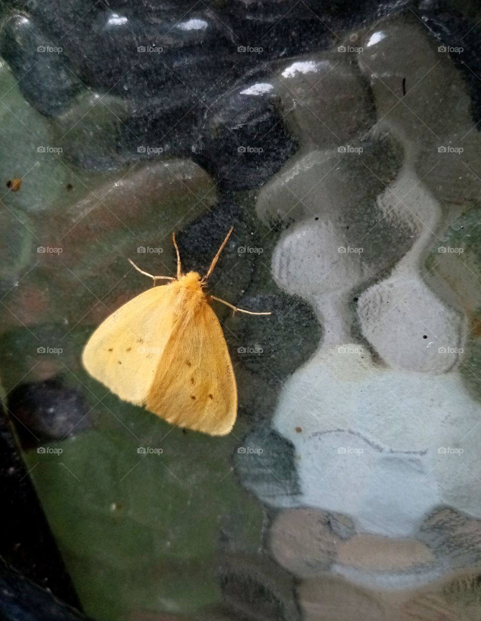 Moths and butterflies