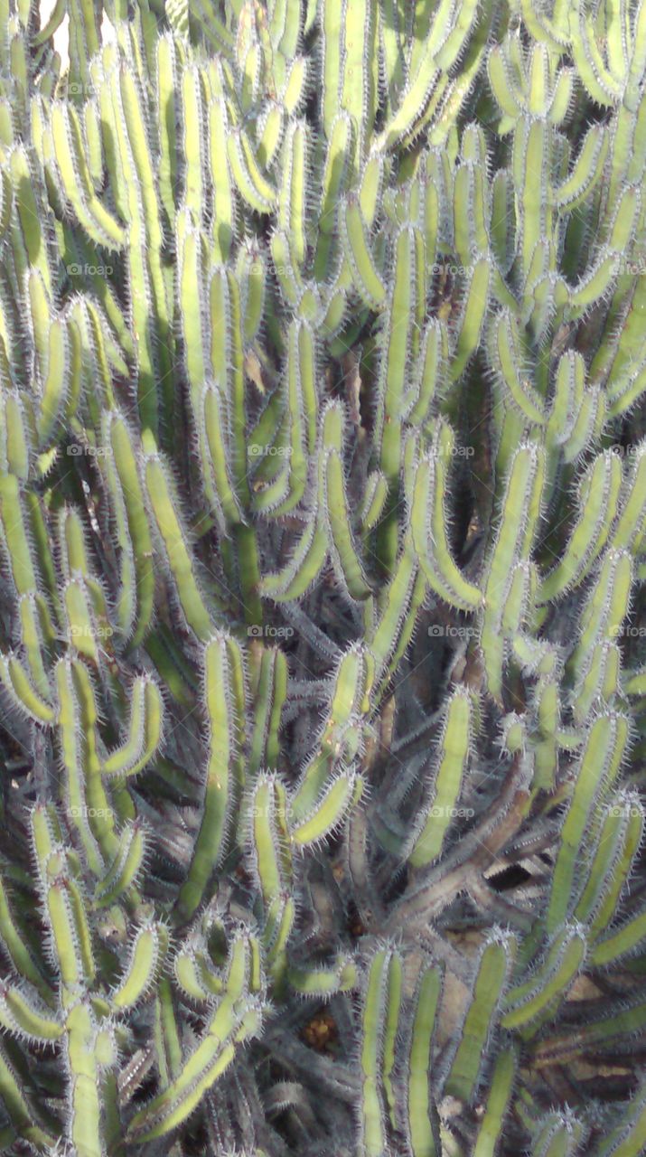 cactus in Kew gardens London