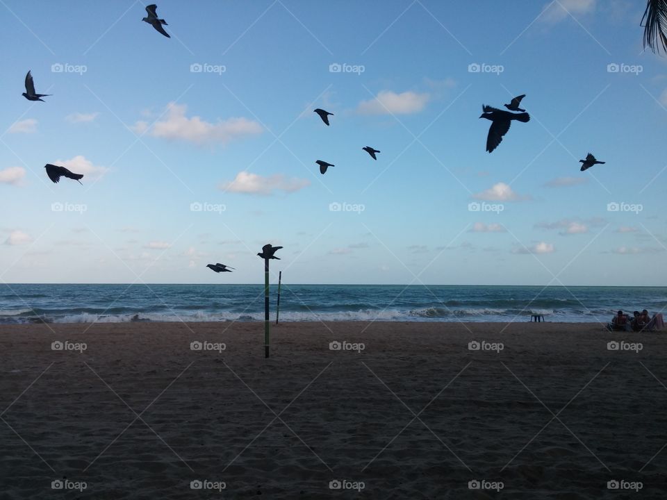 Birds 2. Birds flying to the beach