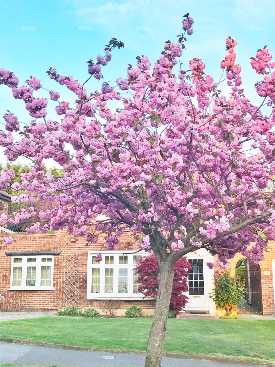 Pink cherry blossom tree in front of a house