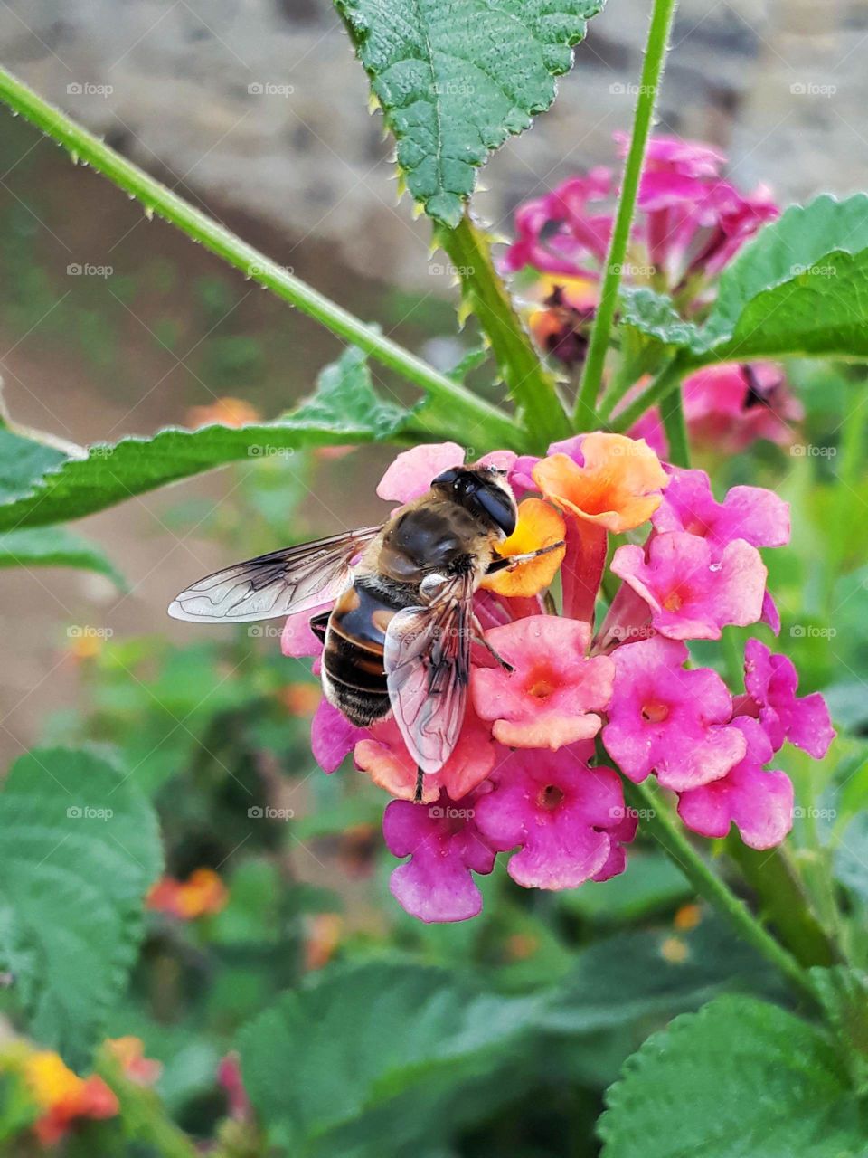 Honeybee, pollination in progress