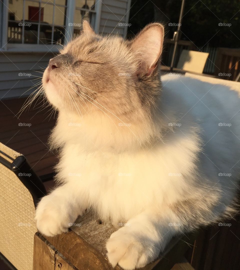 Ragdoll cat in the sun