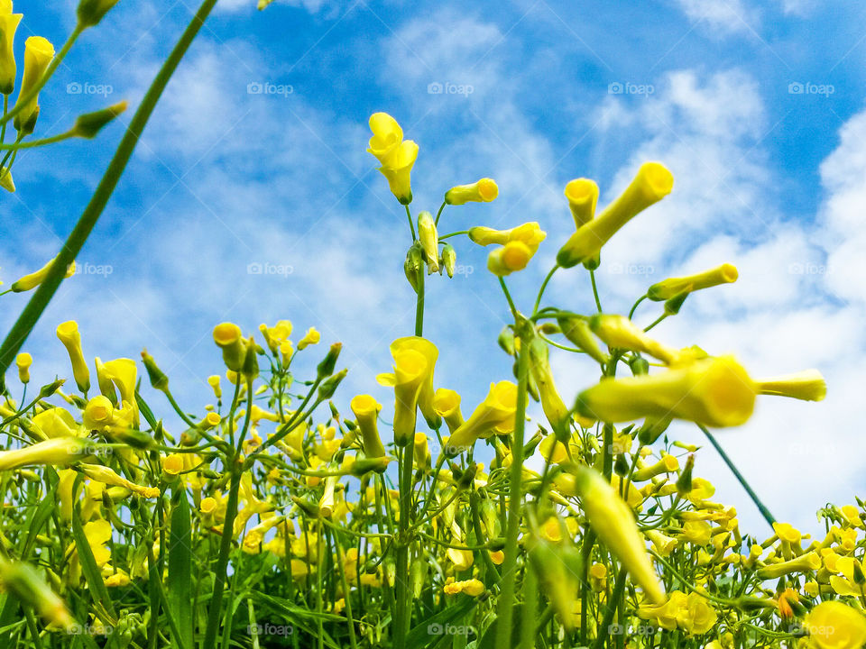 springtime flowers by low angle