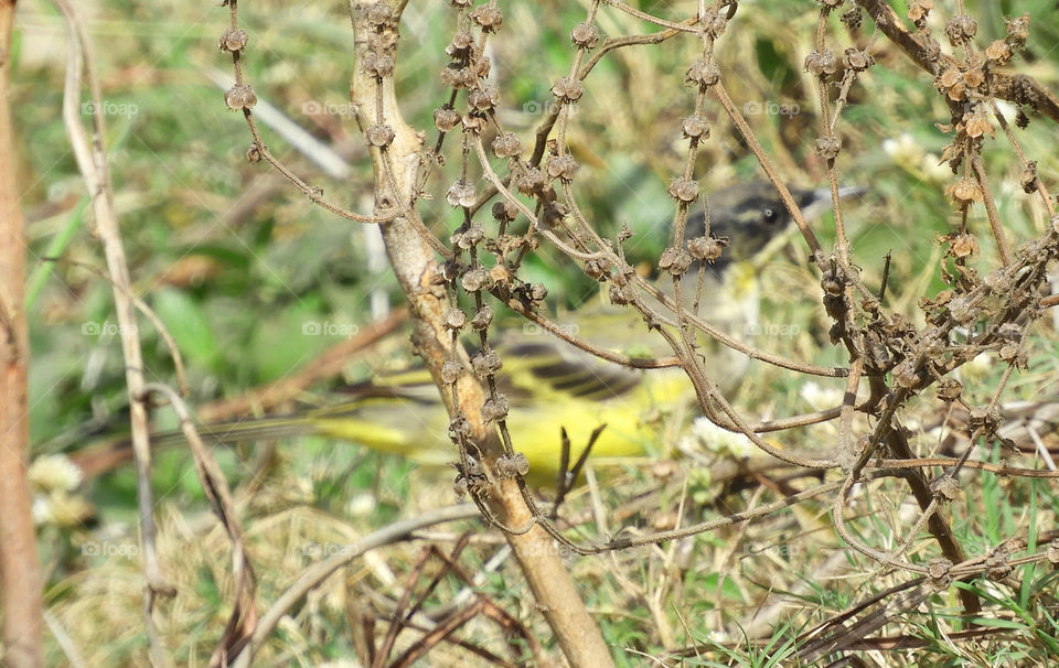 Amazing Bird