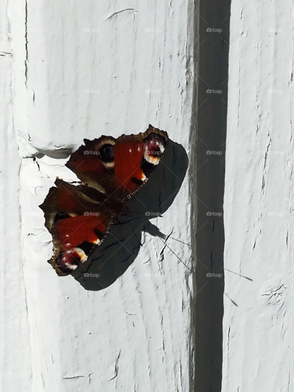 Butterflies Brings Spring! European peacock, shadow and white wall makes raw contrasts photo.