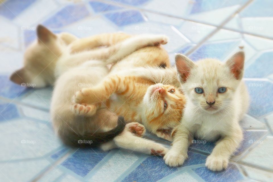 Three kittens with a warm family.