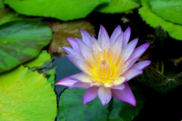 Flower Blue lotus of Egypt