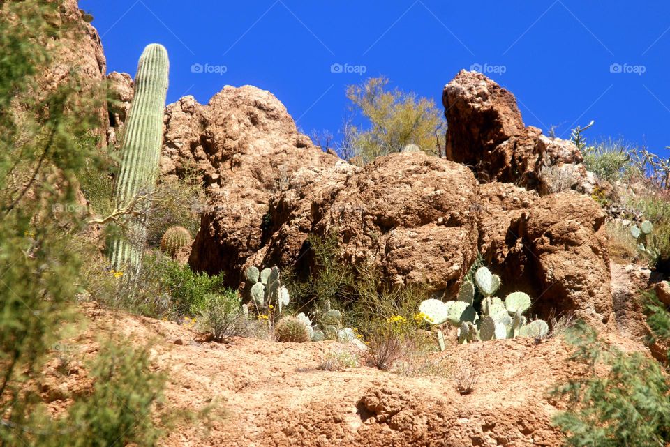 Desert of Cacti and Rocks