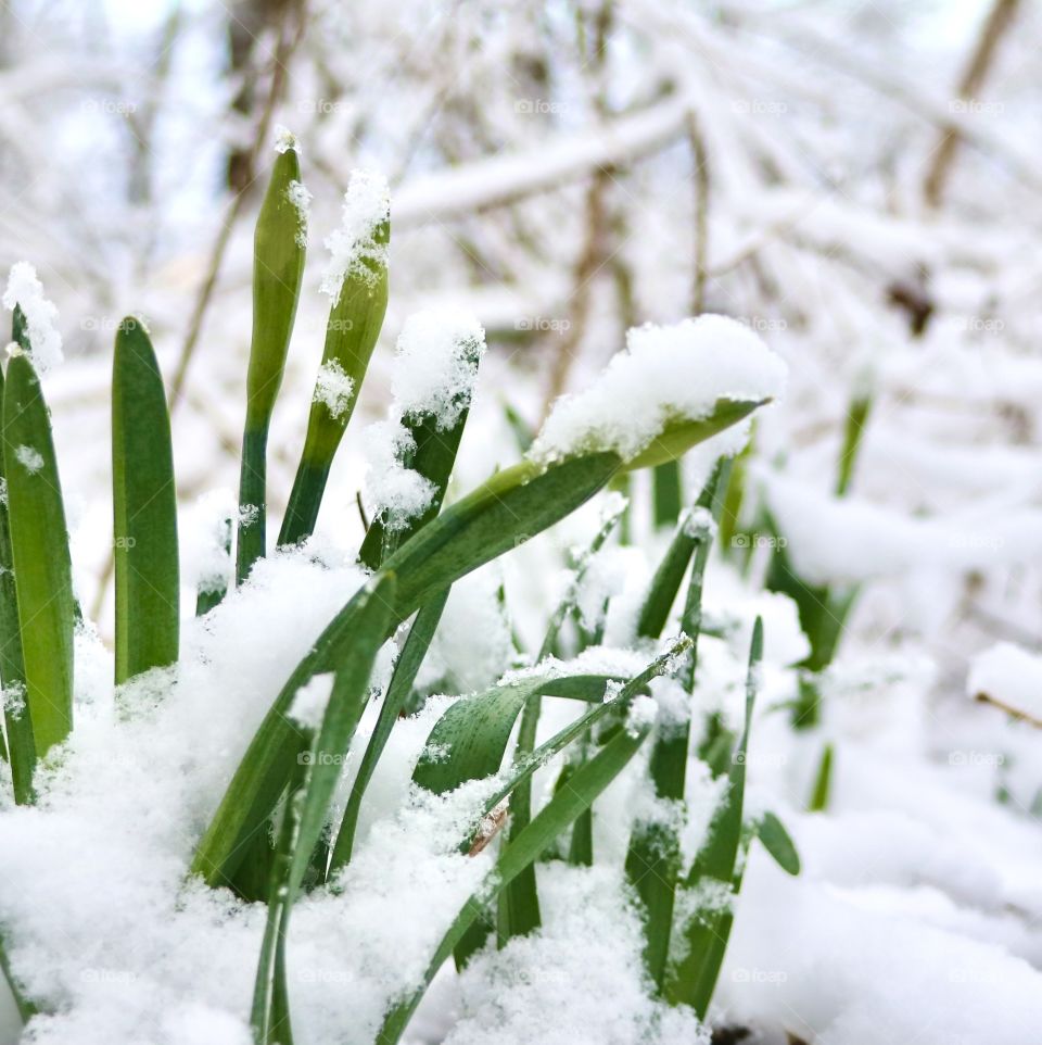 Snow on newly growing plants