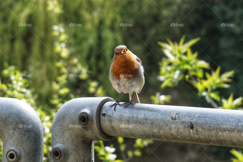 Little Robin Redbreast watching me as I eat my lunch 