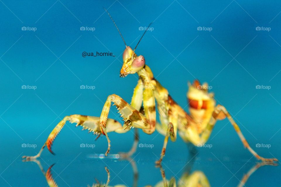 Praying mantis on glass
