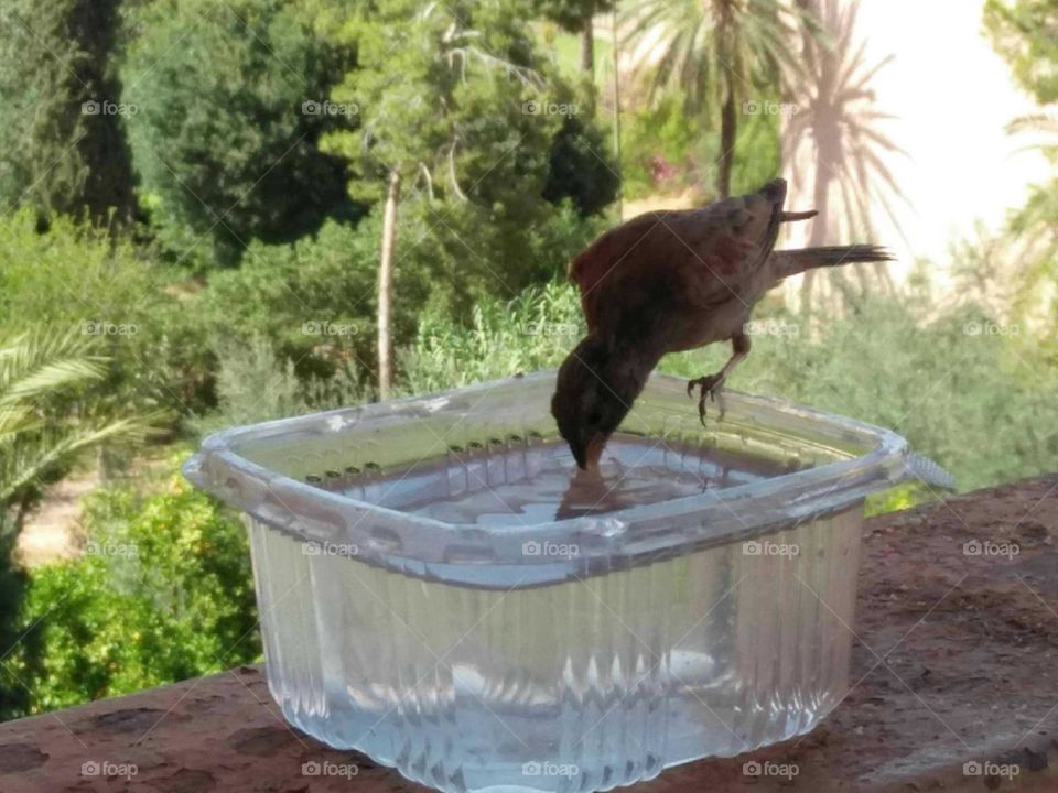 .Beautiful bird drinking water.